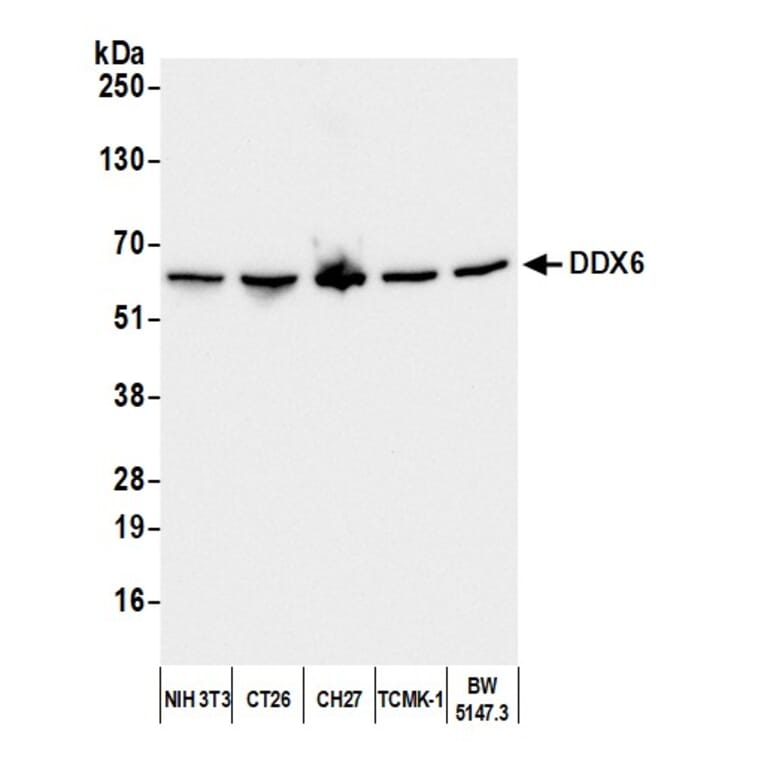 Western Blot - Anti-DDX6 Antibody (A295541) - Antibodies.com