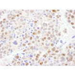Immunohistochemistry - Anti-CRM1 Antibody (A295552) - Antibodies.com