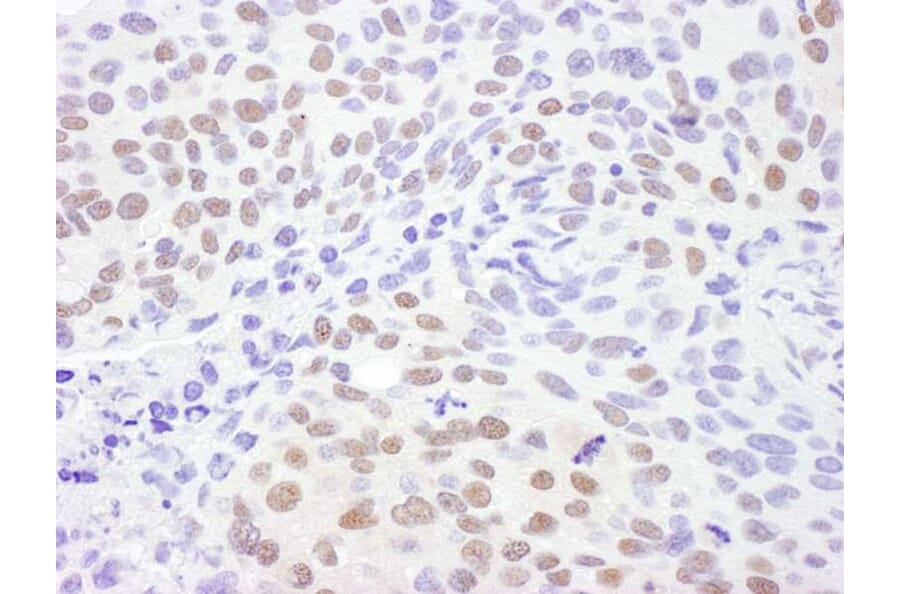 Immunohistochemistry - Anti-CRM1 Antibody (A295552) - Antibodies.com