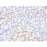 Immunohistochemistry - Anti-CRM1 Antibody (A295552) - Antibodies.com