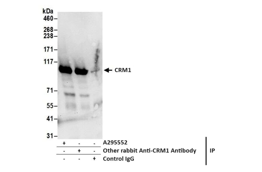 Immunoprecipitation - Anti-CRM1 Antibody (A295552) - Antibodies.com