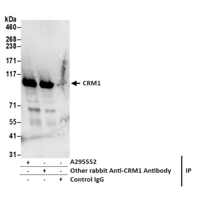 Immunoprecipitation - Anti-CRM1 Antibody (A295552) - Antibodies.com