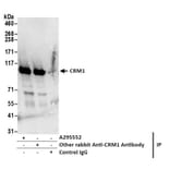 Immunoprecipitation - Anti-CRM1 Antibody (A295552) - Antibodies.com