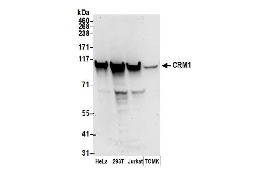 Western Blot - Anti-CRM1 Antibody (A295552) - Antibodies.com
