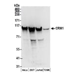 Western Blot - Anti-CRM1 Antibody (A295552) - Antibodies.com
