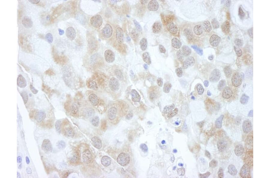 Immunohistochemistry - Anti-eIF4EBP1 Antibody (A295580) - Antibodies.com