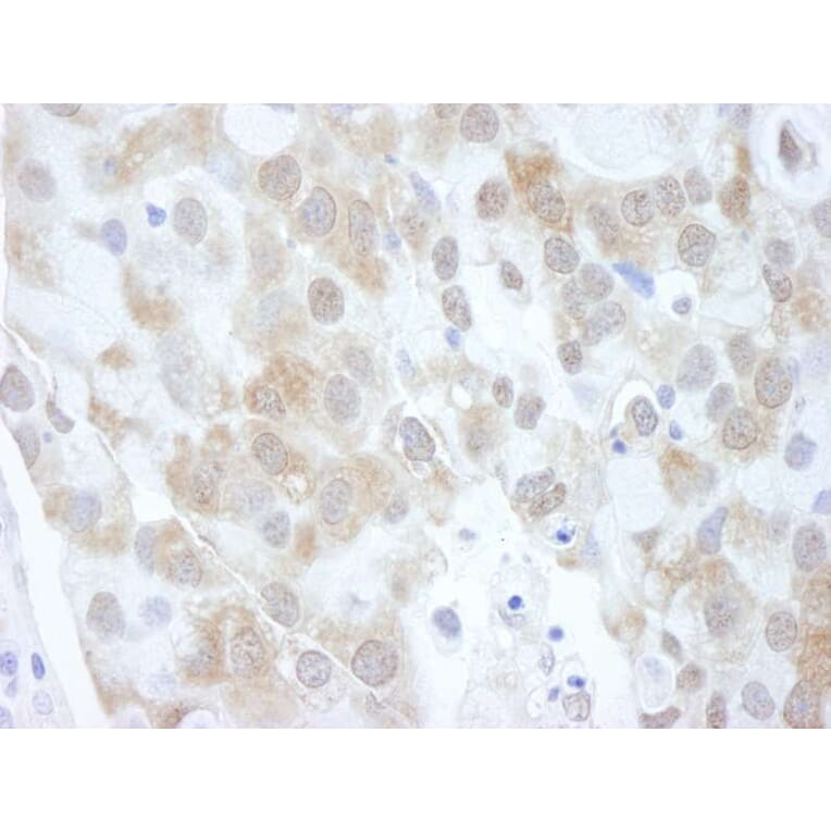 Immunohistochemistry - Anti-eIF4EBP1 Antibody (A295580) - Antibodies.com