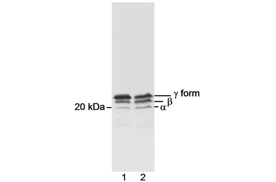 Western Blot - Anti-eIF4EBP1 Antibody (A295580) - Antibodies.com
