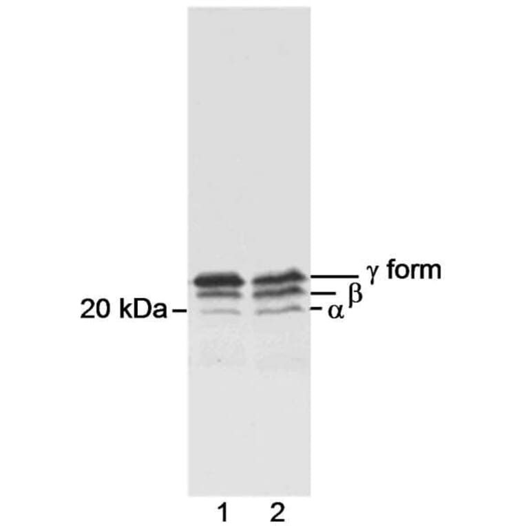 Western Blot - Anti-eIF4EBP1 Antibody (A295580) - Antibodies.com