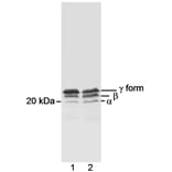 Western Blot - Anti-eIF4EBP1 Antibody (A295580) - Antibodies.com