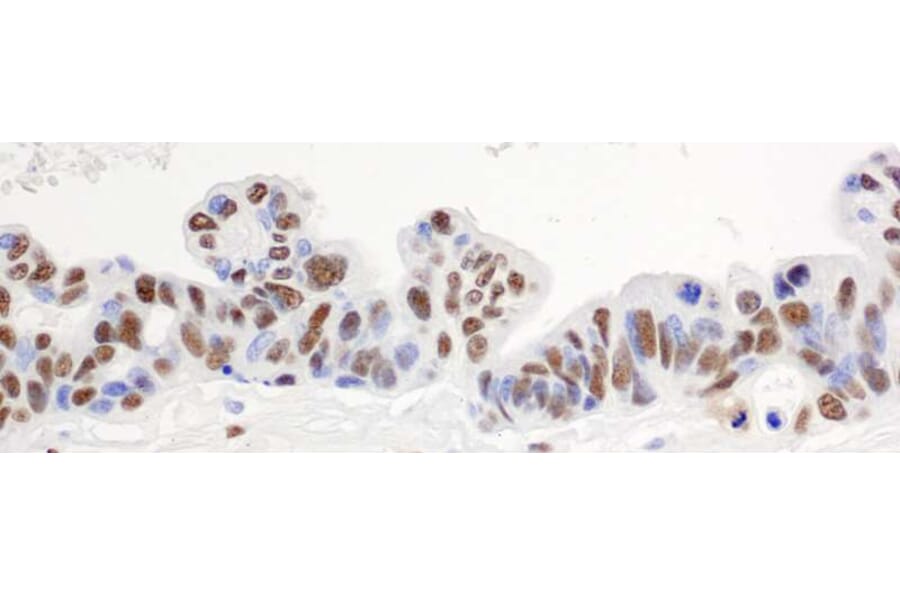 Immunohistochemistry - Anti-hnRNP-H Antibody (A295588) - Antibodies.com