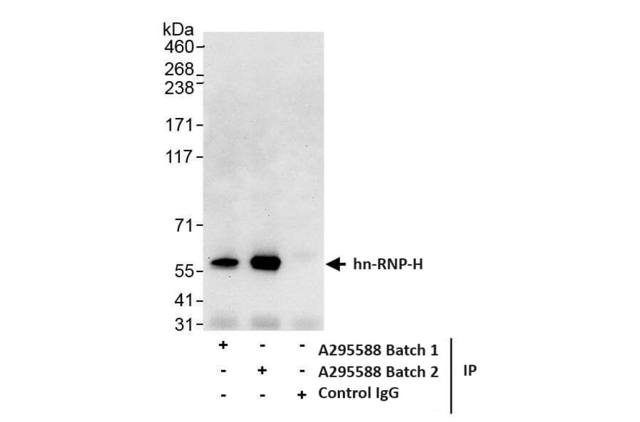 Immunoprecipitation - Anti-hnRNP-H Antibody (A295588) - Antibodies.com