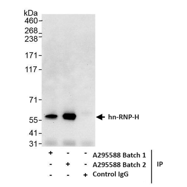 Immunoprecipitation - Anti-hnRNP-H Antibody (A295588) - Antibodies.com