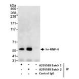 Immunoprecipitation - Anti-hnRNP-H Antibody (A295588) - Antibodies.com