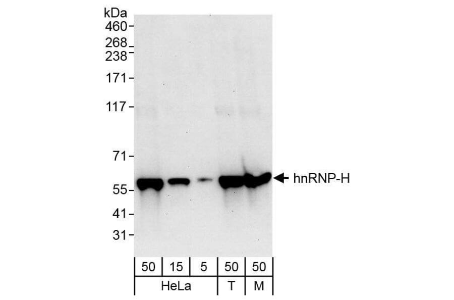 Western Blot - Anti-hnRNP-H Antibody (A295588) - Antibodies.com