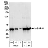 Western Blot - Anti-hnRNP-H Antibody (A295588) - Antibodies.com