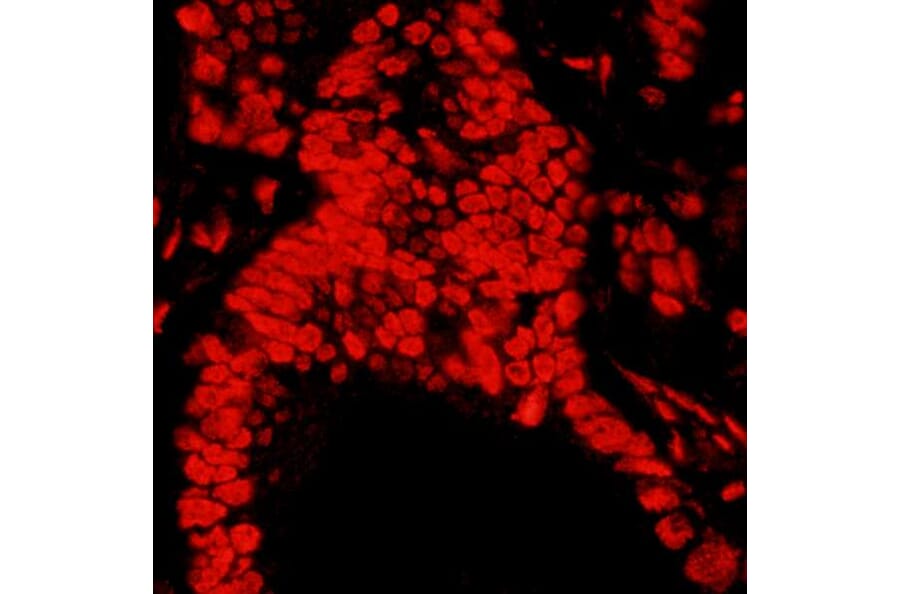 Immunohistochemistry - Anti-Matrin 3 Antibody (A295660) - Antibodies.com