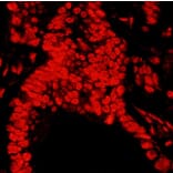 Immunohistochemistry - Anti-Matrin 3 Antibody (A295660) - Antibodies.com