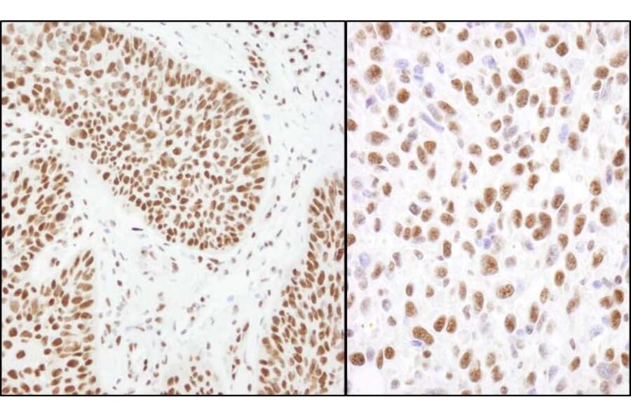 Immunohistochemistry - Anti-Matrin 3 Antibody (A295660) - Antibodies.com
