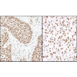Immunohistochemistry - Anti-Matrin 3 Antibody (A295660) - Antibodies.com