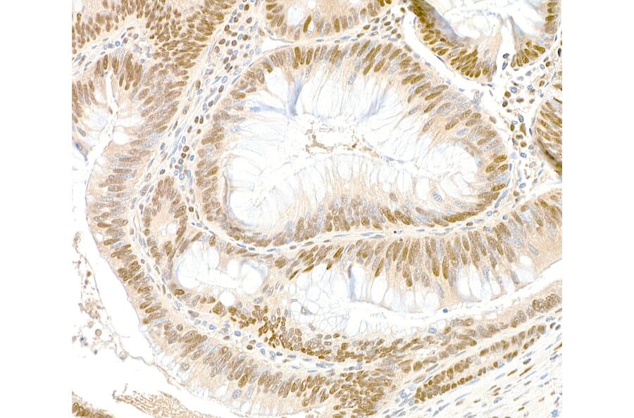 Immunohistochemistry - Anti-GAPDH Antibody (A295699) - Antibodies.com