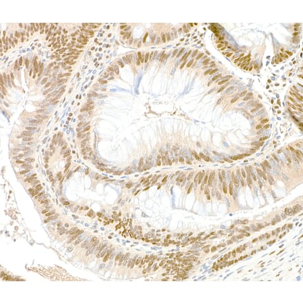 Immunohistochemistry - Anti-GAPDH Antibody (A295699) - Antibodies.com