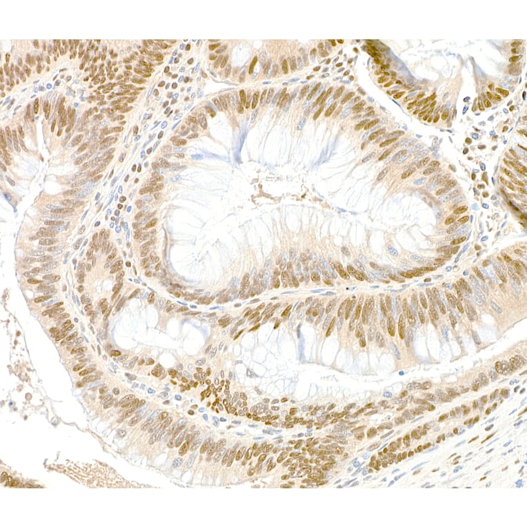 Immunohistochemistry - Anti-GAPDH Antibody (A295699) - Antibodies.com