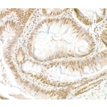 Immunohistochemistry - Anti-GAPDH Antibody (A295699) - Antibodies.com
