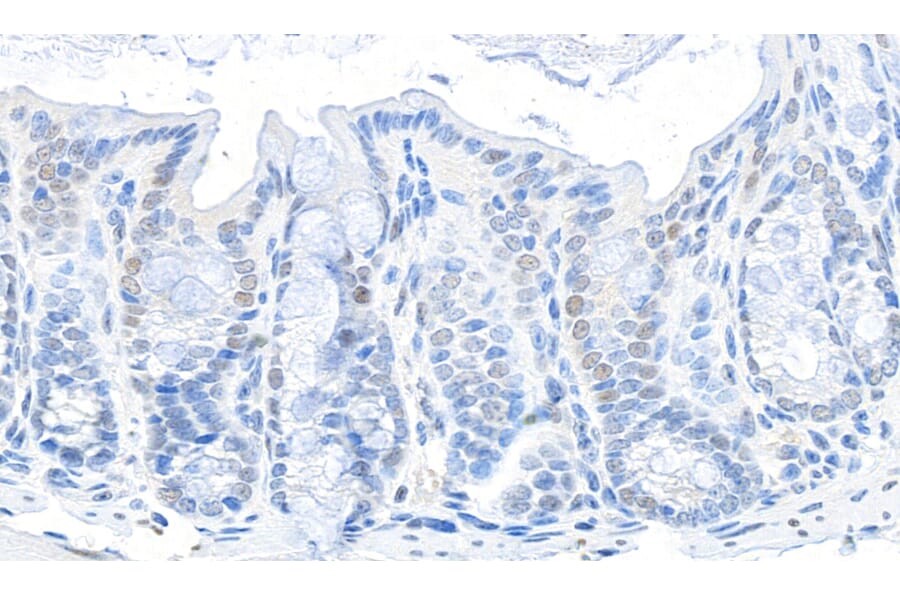 Immunohistochemistry - Anti-GAPDH Antibody (A295699) - Antibodies.com