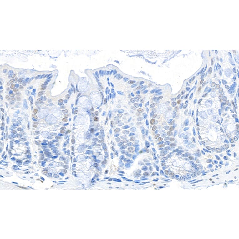 Immunohistochemistry - Anti-GAPDH Antibody (A295699) - Antibodies.com