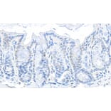 Immunohistochemistry - Anti-GAPDH Antibody (A295699) - Antibodies.com
