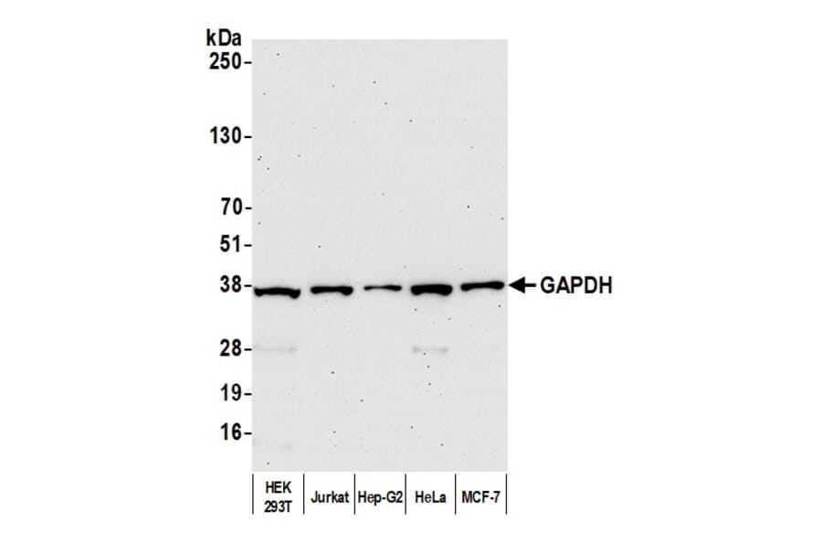 Western Blot - Anti-GAPDH Antibody (A295699) - Antibodies.com