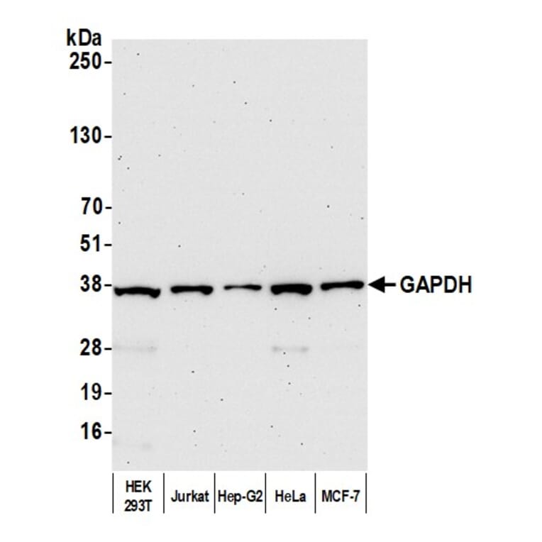 Western Blot - Anti-GAPDH Antibody (A295699) - Antibodies.com