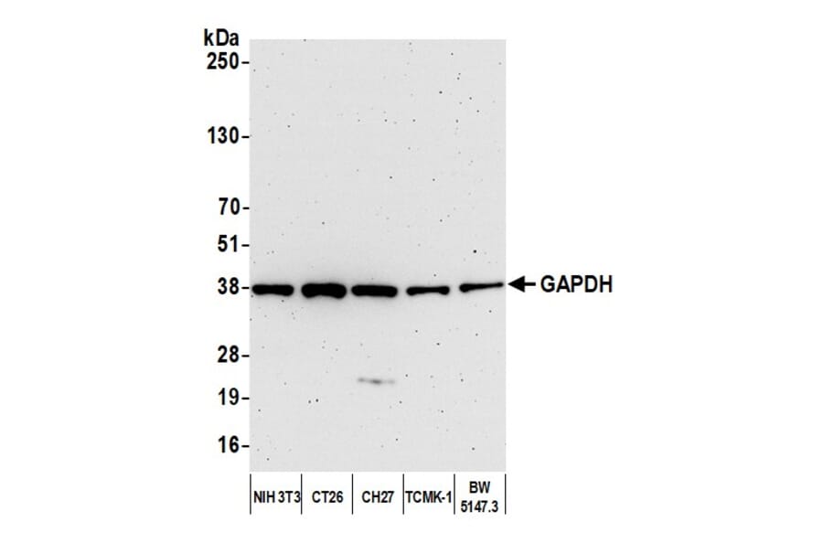 Western Blot - Anti-GAPDH Antibody (A295699) - Antibodies.com