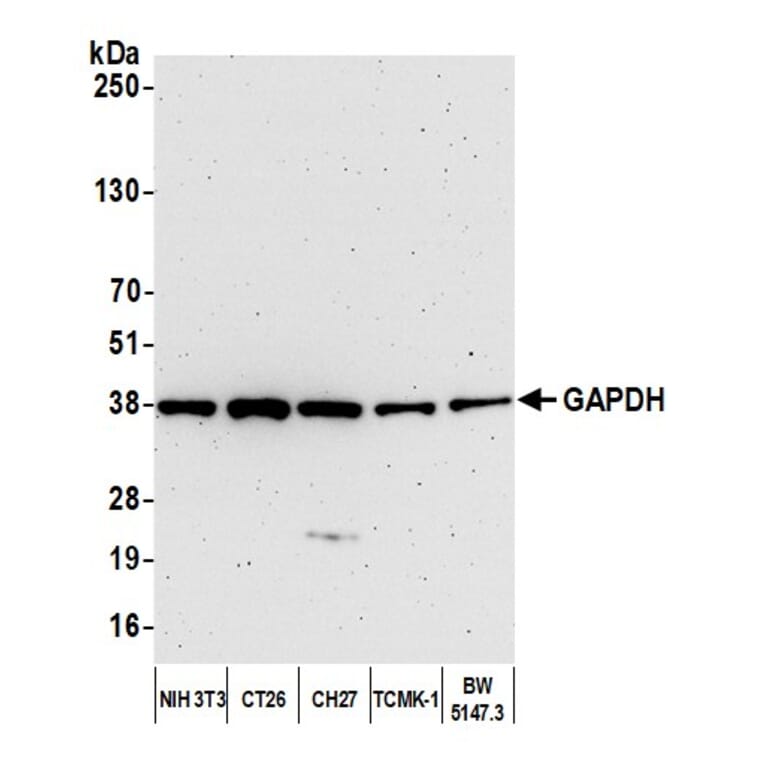 Western Blot - Anti-GAPDH Antibody (A295699) - Antibodies.com