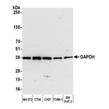 Western Blot - Anti-GAPDH Antibody (A295699) - Antibodies.com
