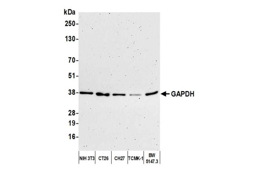 Western Blot - Anti-GAPDH Antibody (A295702) - Antibodies.com
