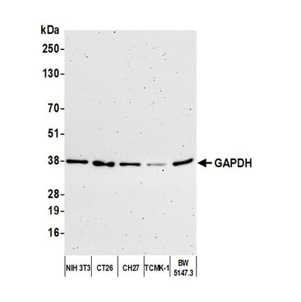 Western Blot - Anti-GAPDH Antibody (A295702) - Antibodies.com