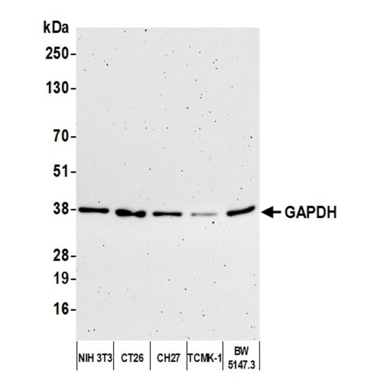 Western Blot - Anti-GAPDH Antibody (A295702) - Antibodies.com