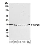 Western Blot - Anti-GAPDH Antibody (A295702) - Antibodies.com