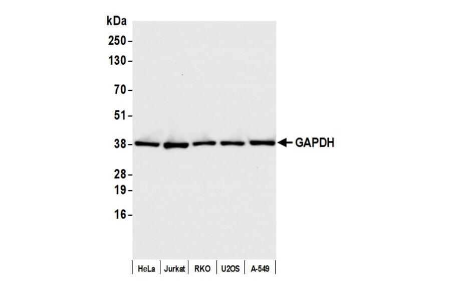 Western Blot - Anti-GAPDH Antibody (A295702) - Antibodies.com