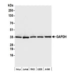 Western Blot - Anti-GAPDH Antibody (A295702) - Antibodies.com