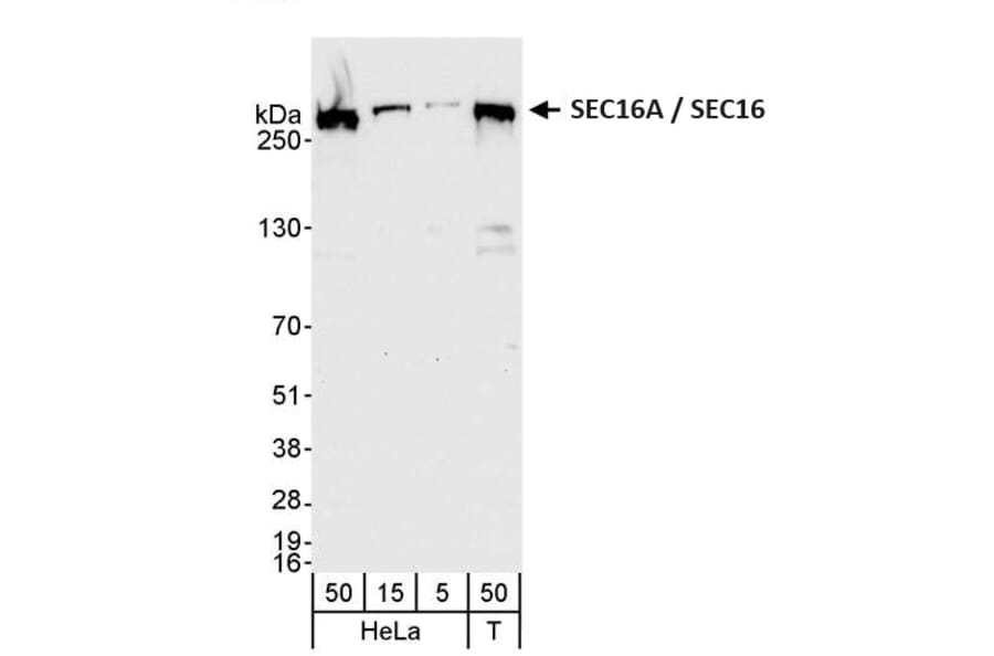 Western Blot - Anti-SEC16A / SEC16 Antibody (A295706) - Antibodies.com