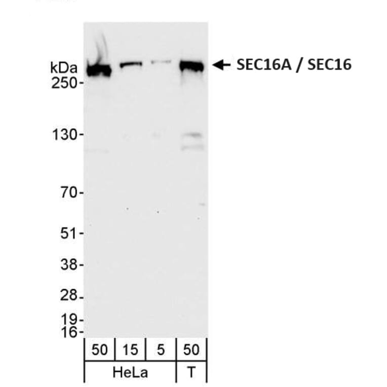 Western Blot - Anti-SEC16A / SEC16 Antibody (A295706) - Antibodies.com