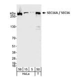 Western Blot - Anti-SEC16A / SEC16 Antibody (A295706) - Antibodies.com