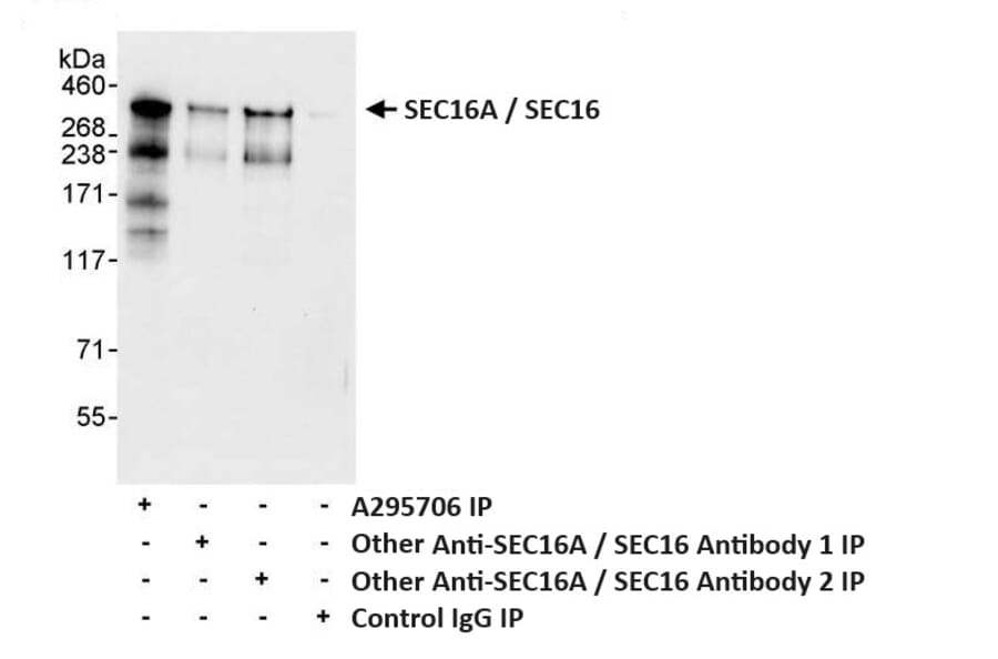 Immunoprecipitation - Anti-SEC16A / SEC16 Antibody (A295706) - Antibodies.com