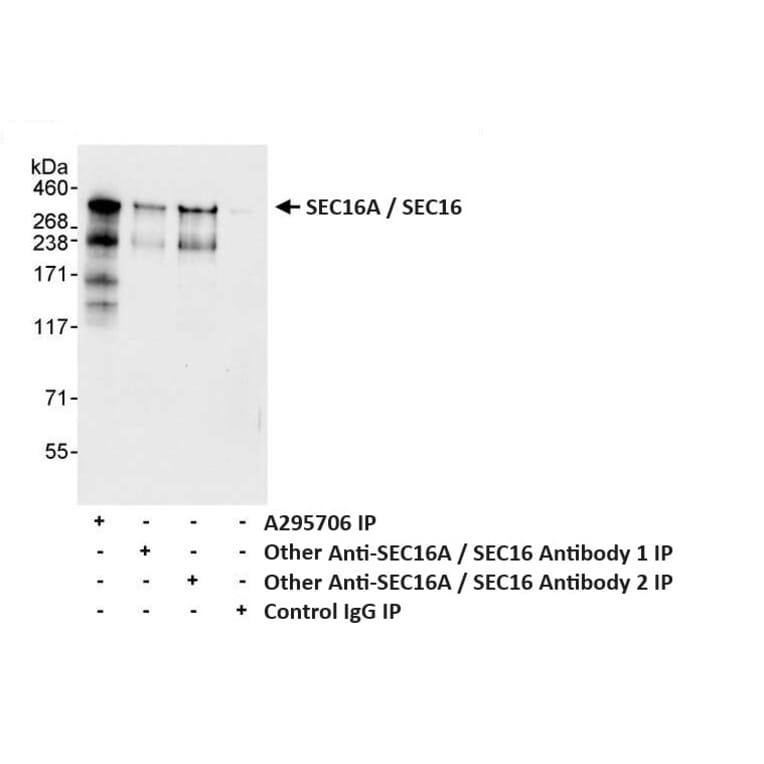 Immunoprecipitation - Anti-SEC16A / SEC16 Antibody (A295706) - Antibodies.com