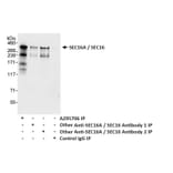 Immunoprecipitation - Anti-SEC16A / SEC16 Antibody (A295706) - Antibodies.com