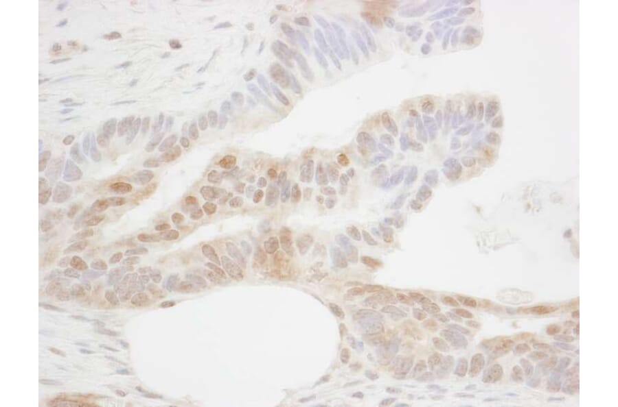 Immunohistochemistry - Anti-CDX2 Antibody (A295741) - Antibodies.com