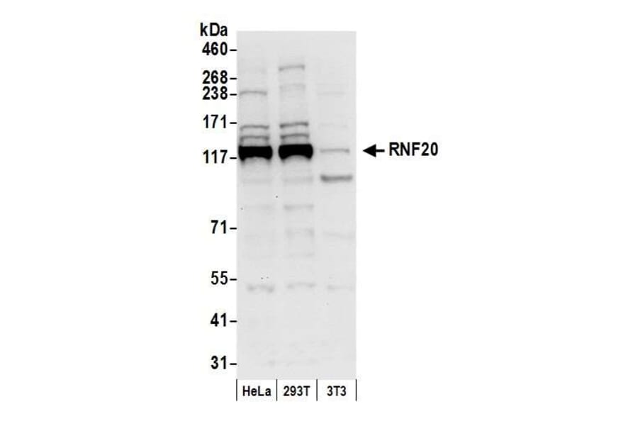 Western Blot - Anti-RNF20 Antibody (A295761) - Antibodies.com
